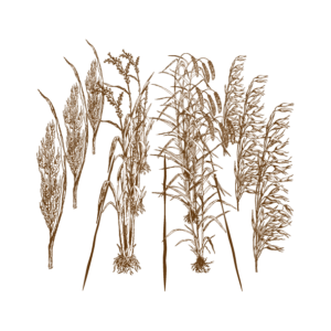 La pasta di altri cereali